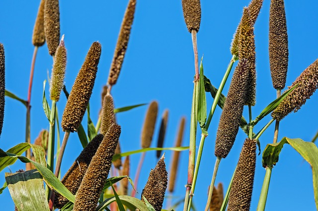 Benefits of using millets in daily diet