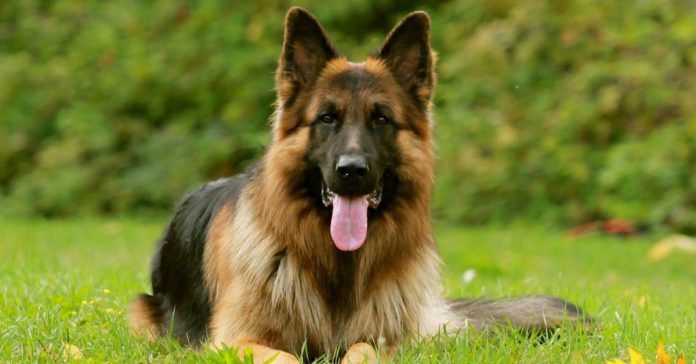 german shepeherd