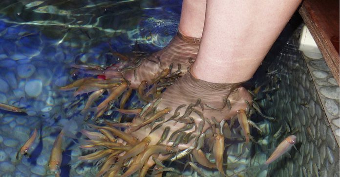 bangalore fish spa