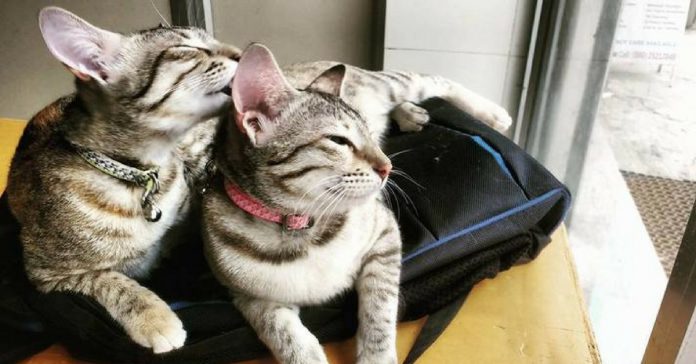 Cat cafes in bangalore