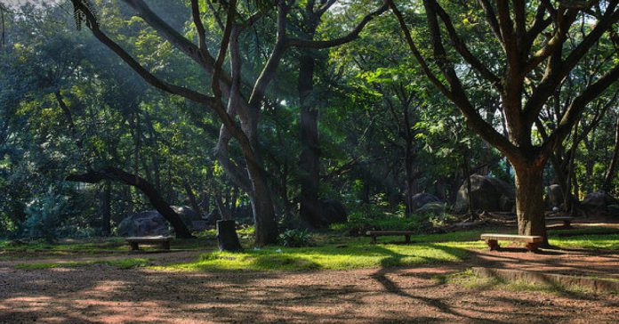 cubbon park