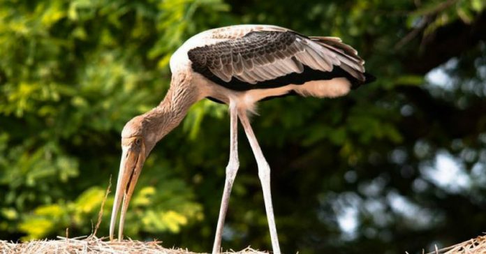 Bird Sanctuaries near Bengaluru