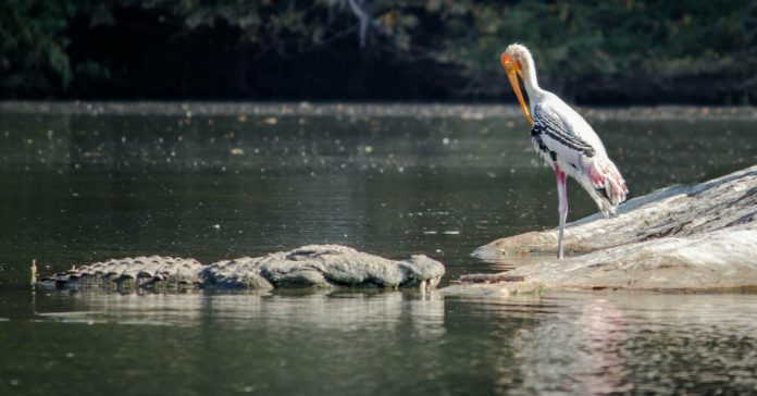 bird sanctuaries near bengaluru