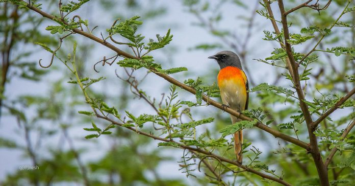 sanctuaries in karnataka