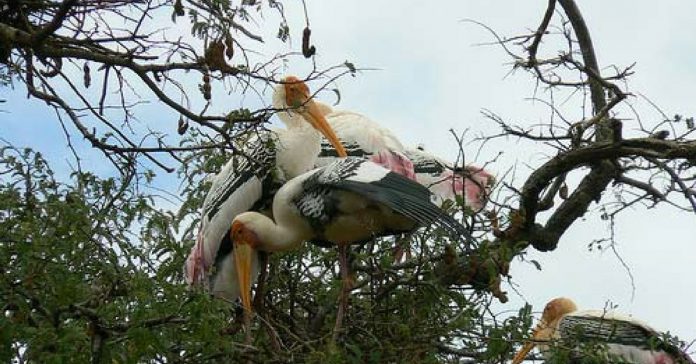 Bird Sanctuaries near Bengaluru