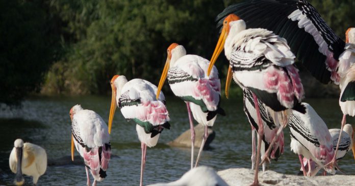 bird sanctuaries bengaluru