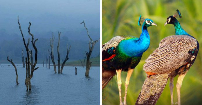 bird sanctuaries near bengaluru