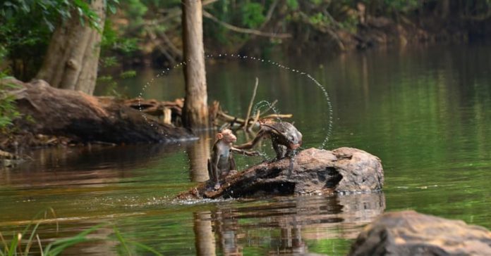 agumbe