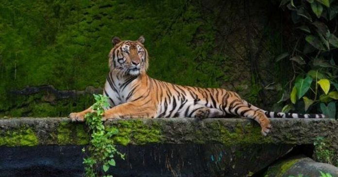 tiger assam tiger assam